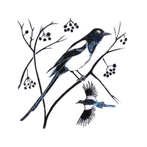 Two magpies, one perching and one flying among winter berry laden branches.
